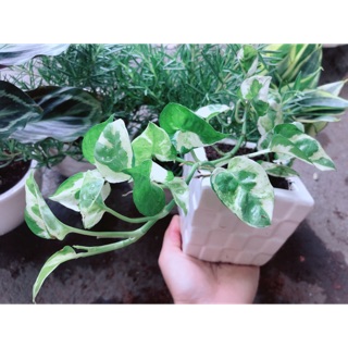 Chậu trầu bà sữa bonsai