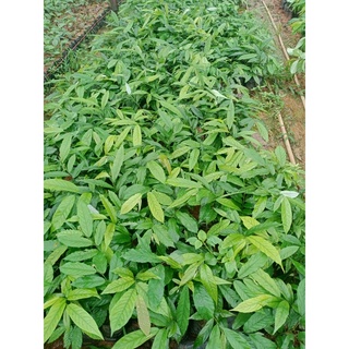 CÂY GIỐNG HOA DẺ THƠM KHẮP XÓM