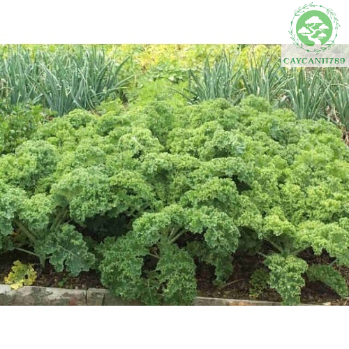 Cây Cải Xoăn Kale Vua Các Loại Rau (Ảnh Thật Số 2) 16 Tác Dụng Của Cải Xoăn Kale Với Sức Khỏe Và Sắc Đẹp