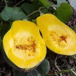 hạt giống bí ngô mật luga