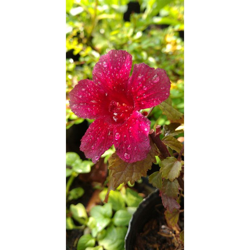 Bụp giấm lá đỏ(Hibiscus acetosella)