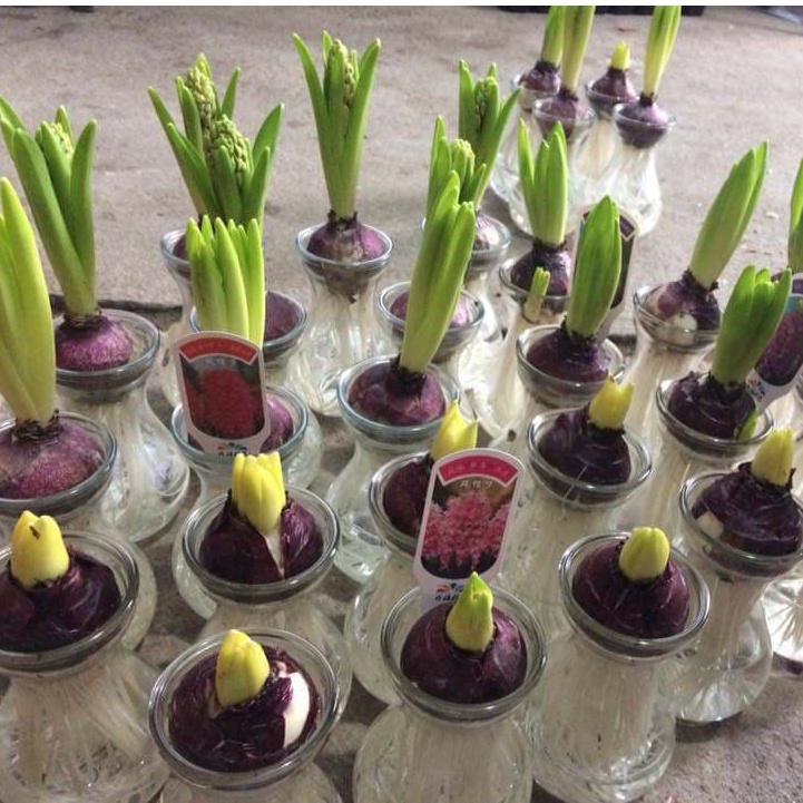 Củ Giống Hoa Tiên Ông Hà Lan size 16/17 Shop Có 6 Màu