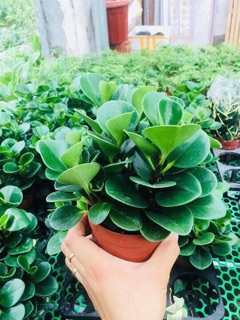 Cây Trường Sinh để bàn (kèm chậu)