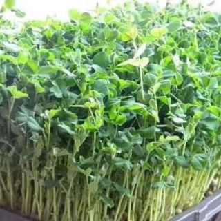 Hạt giống rau mầm đậu hà lan gói 30gr