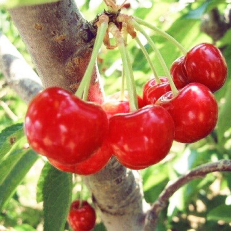Hạt giống Quả Anh Đào (Cherry)