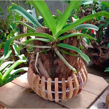 Chậu gỗ nhãn f20