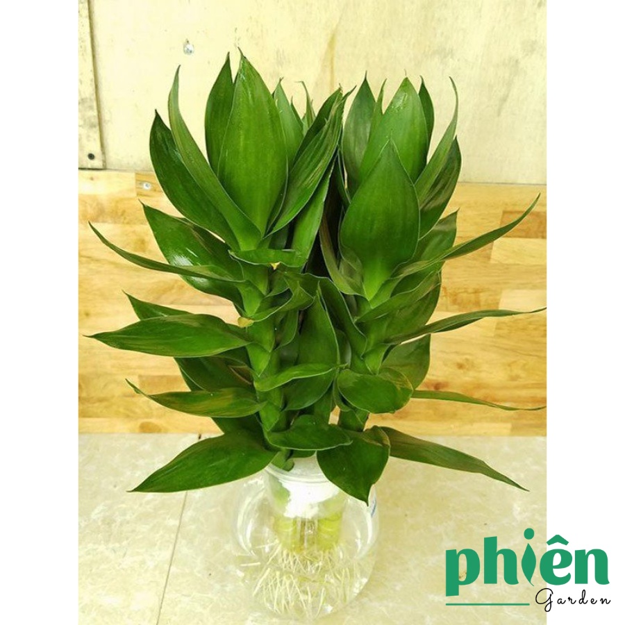 Cây Phát Tài Búp Sen 3 thân để bàn kèm chậu thuỷ tinh