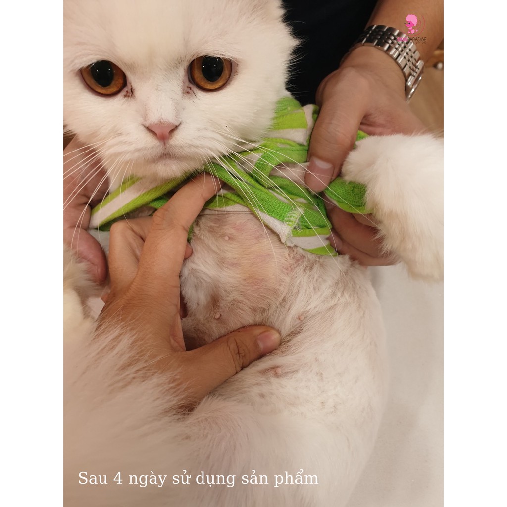 Dung dịch tr.ị nấm cho mèo Flucasol gói 5ml - Dog Paradise