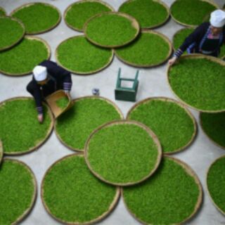 Bột Trà xanh Matcha loại 1