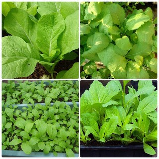 Hạt Giống Rau Cải Mơ Lùn 20gr