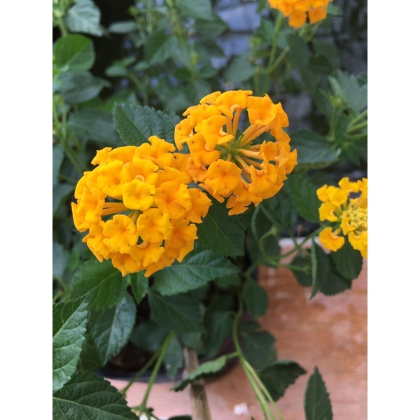 Cây trâm ổi ngũ sắc tím hoa nở hoa quanh năm trồng balcon, sân vườn, cây cảnh mini phong thủy Shop cây xanh AnTuong.