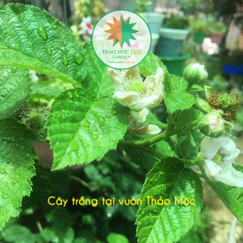 Cây Phúc Bồn Tử đen  / Cây mâm xôi - Trái đen giàu dinh dưỡng