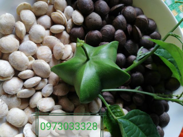 500g HẠT SACHI NHÂN SẤY CHỈ VIỆC ĂN