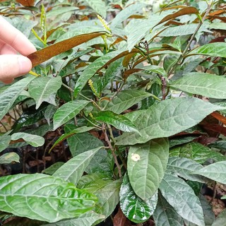 🌿 Set 2 bầu đơn đỏ giống - Thanh toán qua ví AirPay tặng 1 hạt giống rau