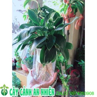 Chậu trầu bà đế vương thuỷ sinh