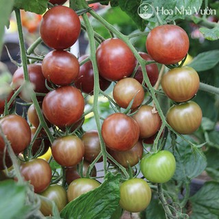 Hạt giống cà chua socola 1 gói 30 hạt
