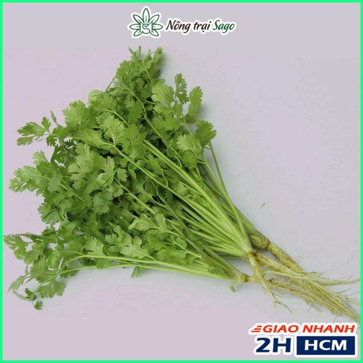 Hạt giống Rau Ngò Rí ( Ngò Hạt Nhỏ) Dễ Trồng, Nhanh Thu Hoạch, Trồng Quanh Năm (gói 20gr) - Nông Trại Sago