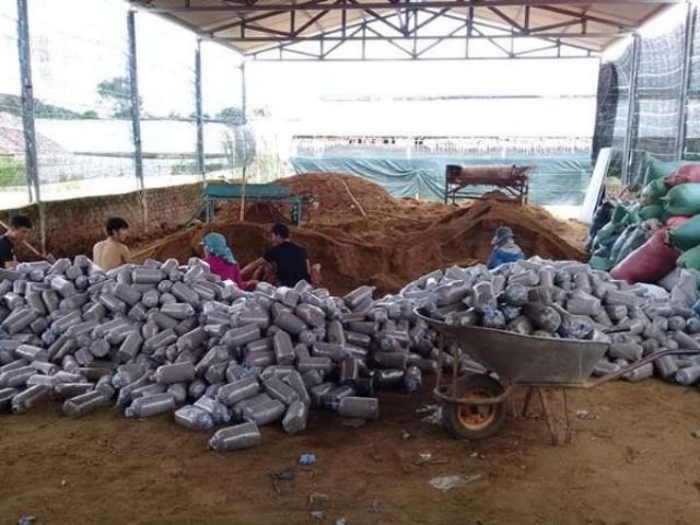 Nấm Linh Chi Nguyên bào tử nhà trồng 500g - Thái Lát - Nguyên tai | BigBuy360 - bigbuy360.vn