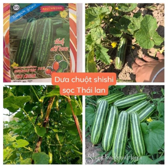 Hạt giống dưa chuột sọc Shishi nhập khẩu thái lan nguyên gói 1gr ~ 60 hạt