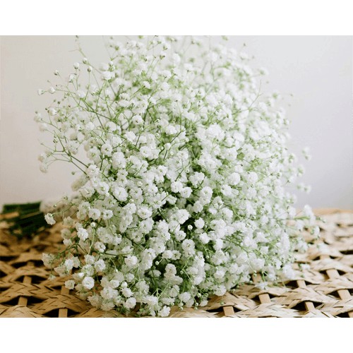 hạt giống Hoa Baby trắng