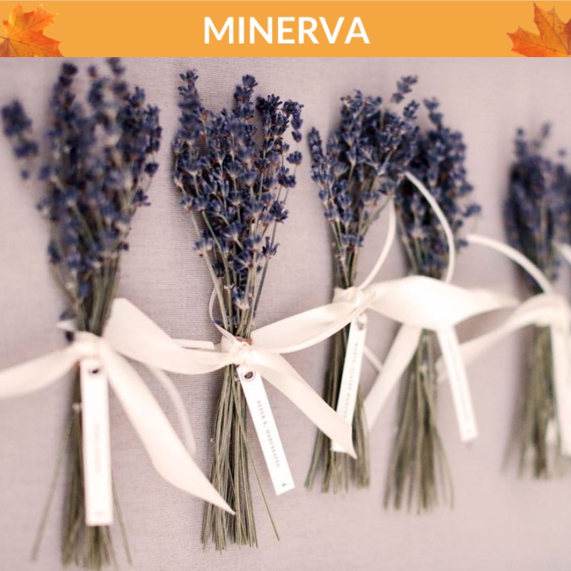 100 cành hoa LAVENDER khô decor, trang trí nhà cửa, phụ kiện chụp ảnh
