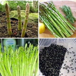 Sỉ 1 lạng hạt giống măng tây
