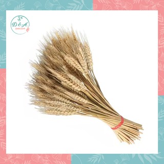 Cây lúa mạch trang trí chụp hình - Bó