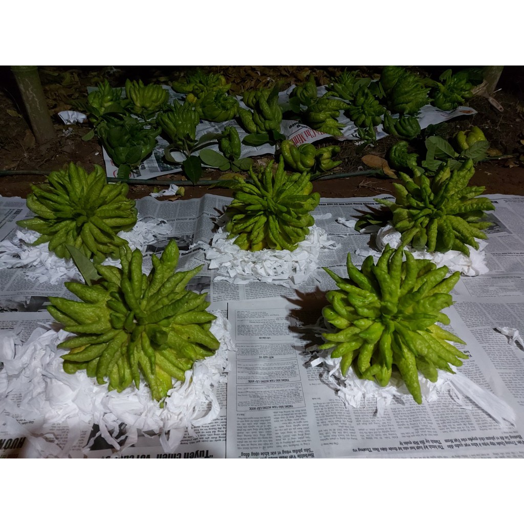 Quả Phật thủ bày ban thờ ngày lễ tết (sẵn hàng) | BigBuy360 - bigbuy360.vn