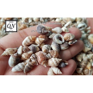 Vỏ ốc biển cỡ nhỏ