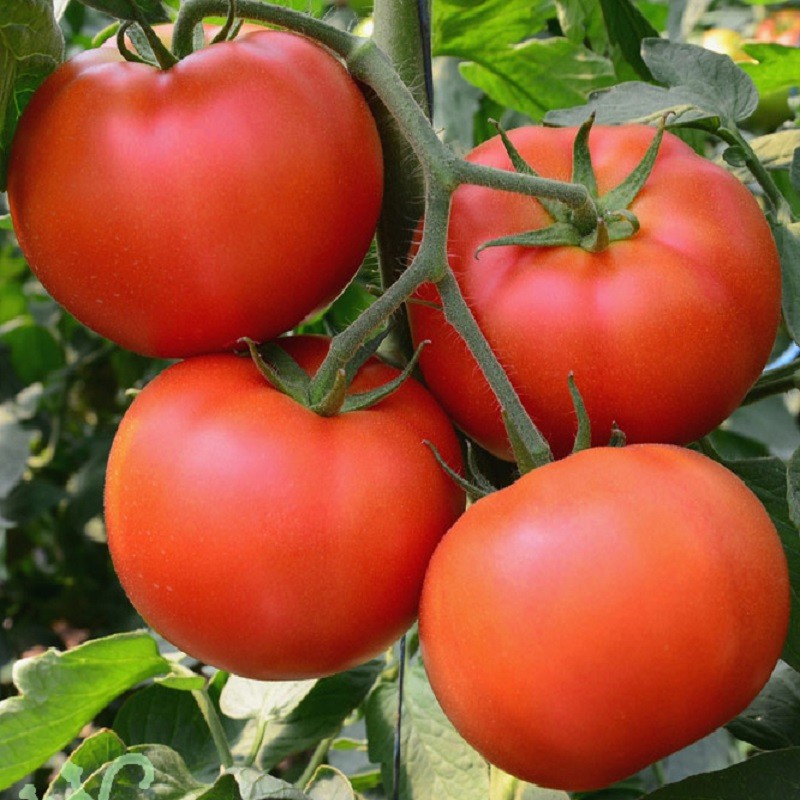 Hạt giống cà chua siêu trái (tặng kèm phân)