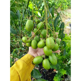 Cây 🌲 Cóc Thái lùn... đang trái nhiều