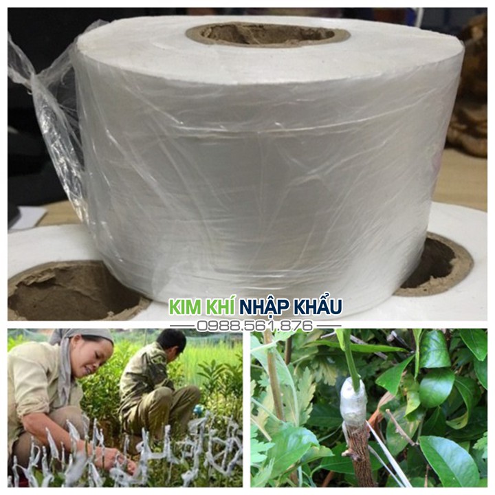 Băng ghép cây tự hủy khổ 8cm trọng lượng 500g - G3