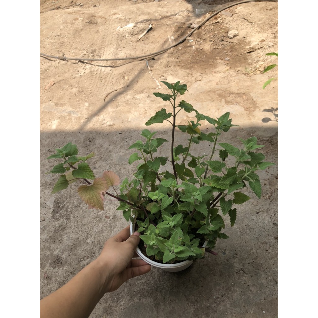 Chậu cây Bạc Hà Mèo - Catnip - Cat Mint