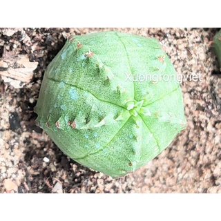 cây Xương rồng euphorbia xanh