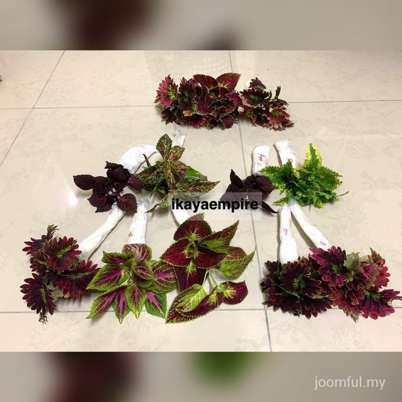 Bộ 100 Linh Kiện Điện Tử Keratan Bunga Ati-Ati / Coleus Corak Rare! (Hàng Có Sẵn)