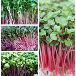 Hạt mầm củ cải đỏ - gói 20 gram