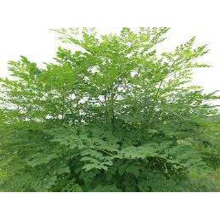1kg hạt giống chùm ngây