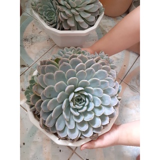 Sen đá bé tuyết 25 -28cm