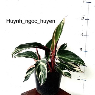 Cây hồng quân tử (3 thân)