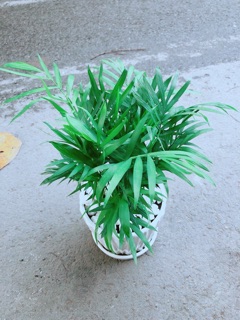Chậu Cây Cau Tiểu Trâm