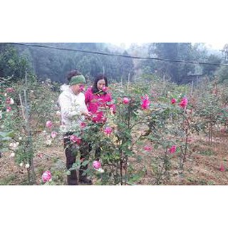 Cây hoa hồng cổ sapa thân tree