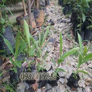 combo 5 cây giống chuông vàng ( cây giống )