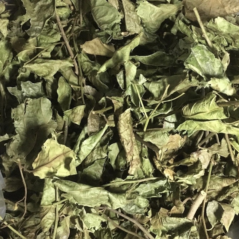 1Kg Xạ đen Hoà Bình (cả thân và lá) mát gan hỗ trợ u hạch