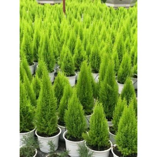 Cây Tùng Thơm ( loại lớn ) cao 50 -70