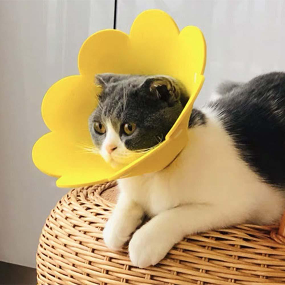 Vòng Cổ Bảo Vệ Chống Cắn Chống Cắn Bằng EVA Mềm Hình Hoa Dành Cho Thú Cưng