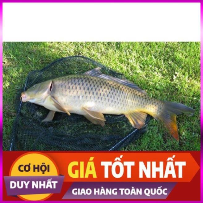 [Xả Kho 3 Ngày] Mồi câu cá tổng hợp cá nheo, cá lăng, cá chim,cá chép 500gam