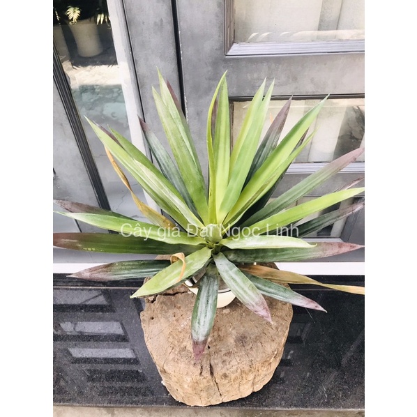 Cây phát tài núi - Cây huyết dụ giả 50cm