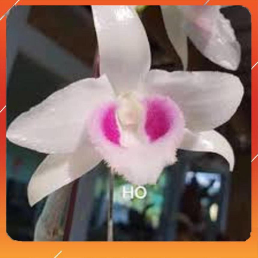 [BÁN CHẠY] Phi điệp 5 cánh trắng HO (HIỂN OANH), cây giống cấy mô, hoa đẹp, hiếm