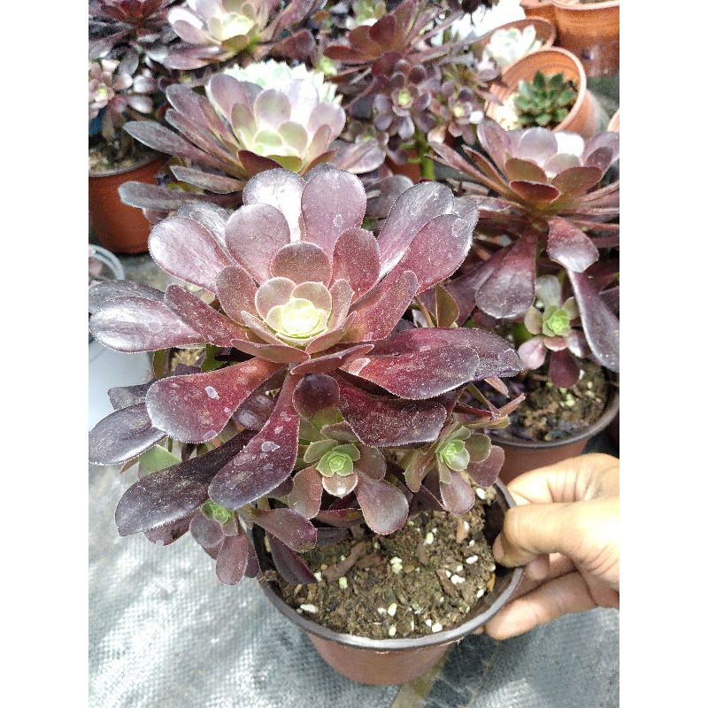 Sen đá AEONIUM
