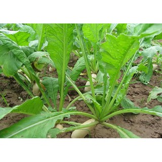 20g Hạt giống Củ Cải trắng